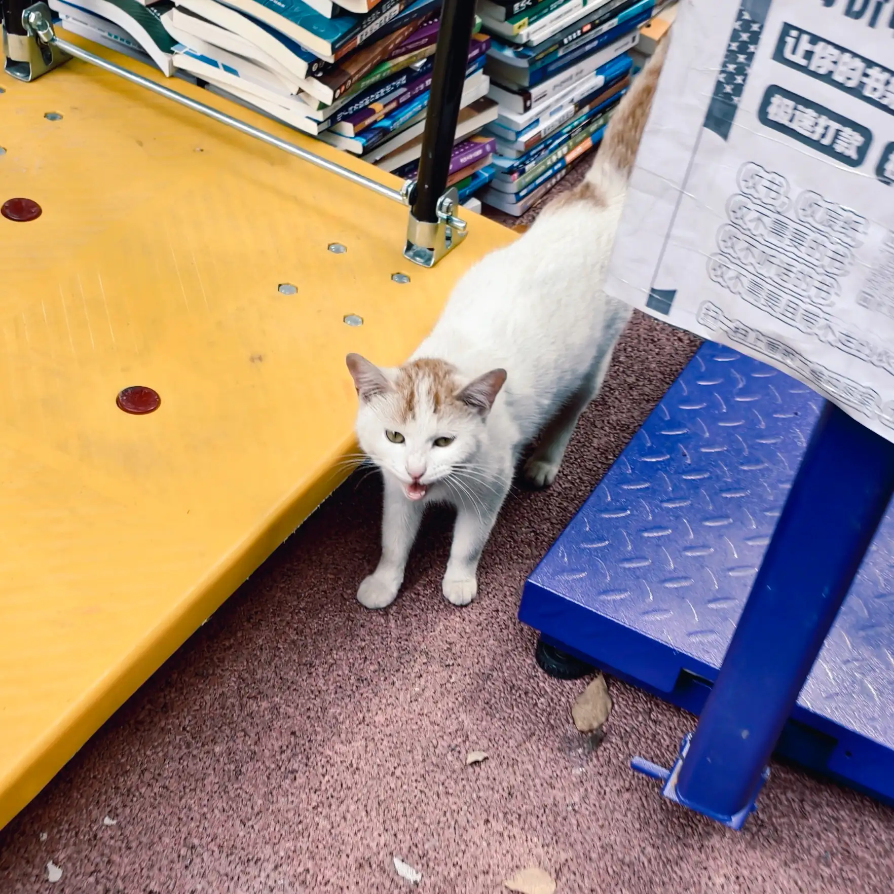 Tom猫