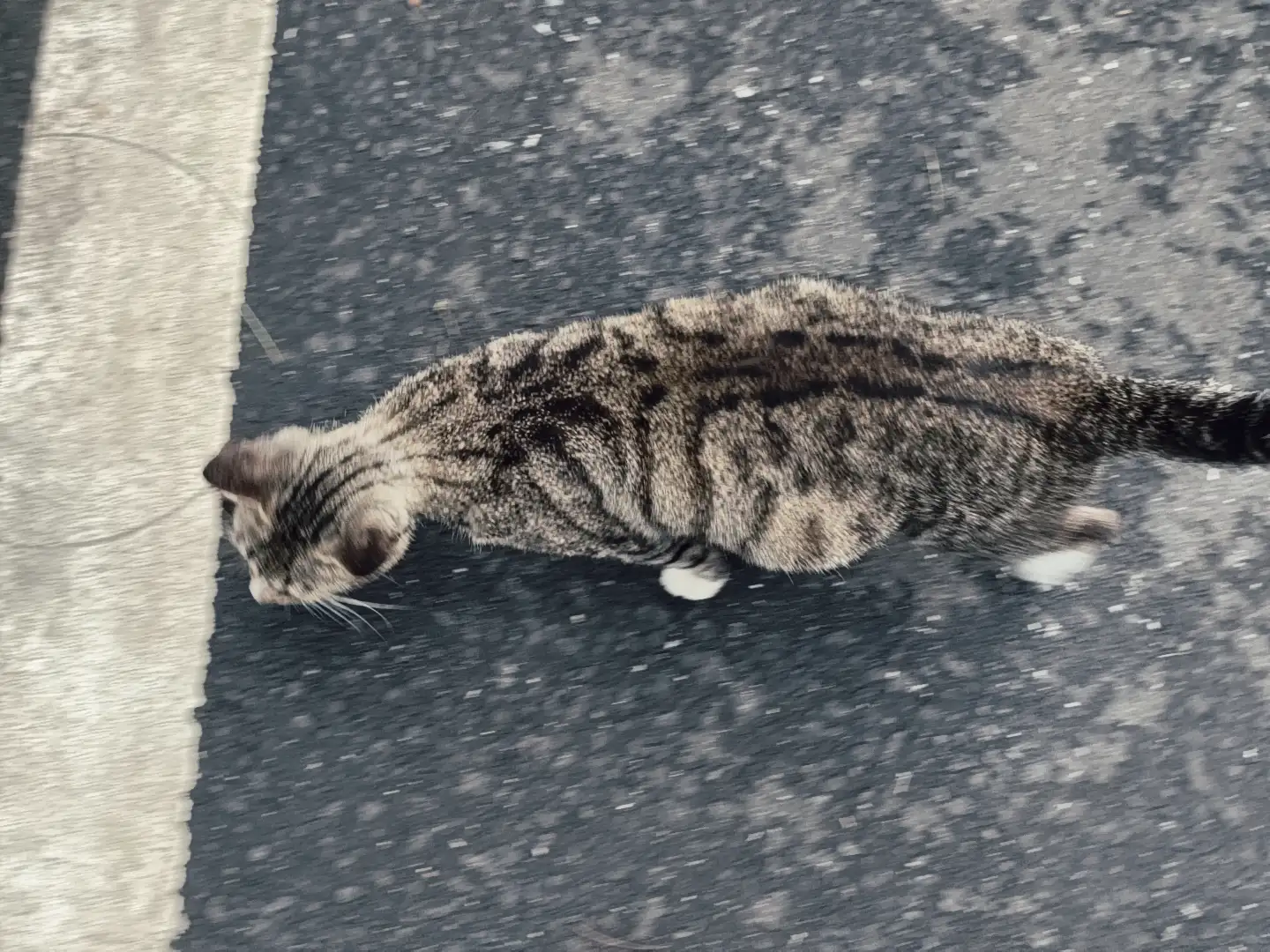 灰蒙猫影