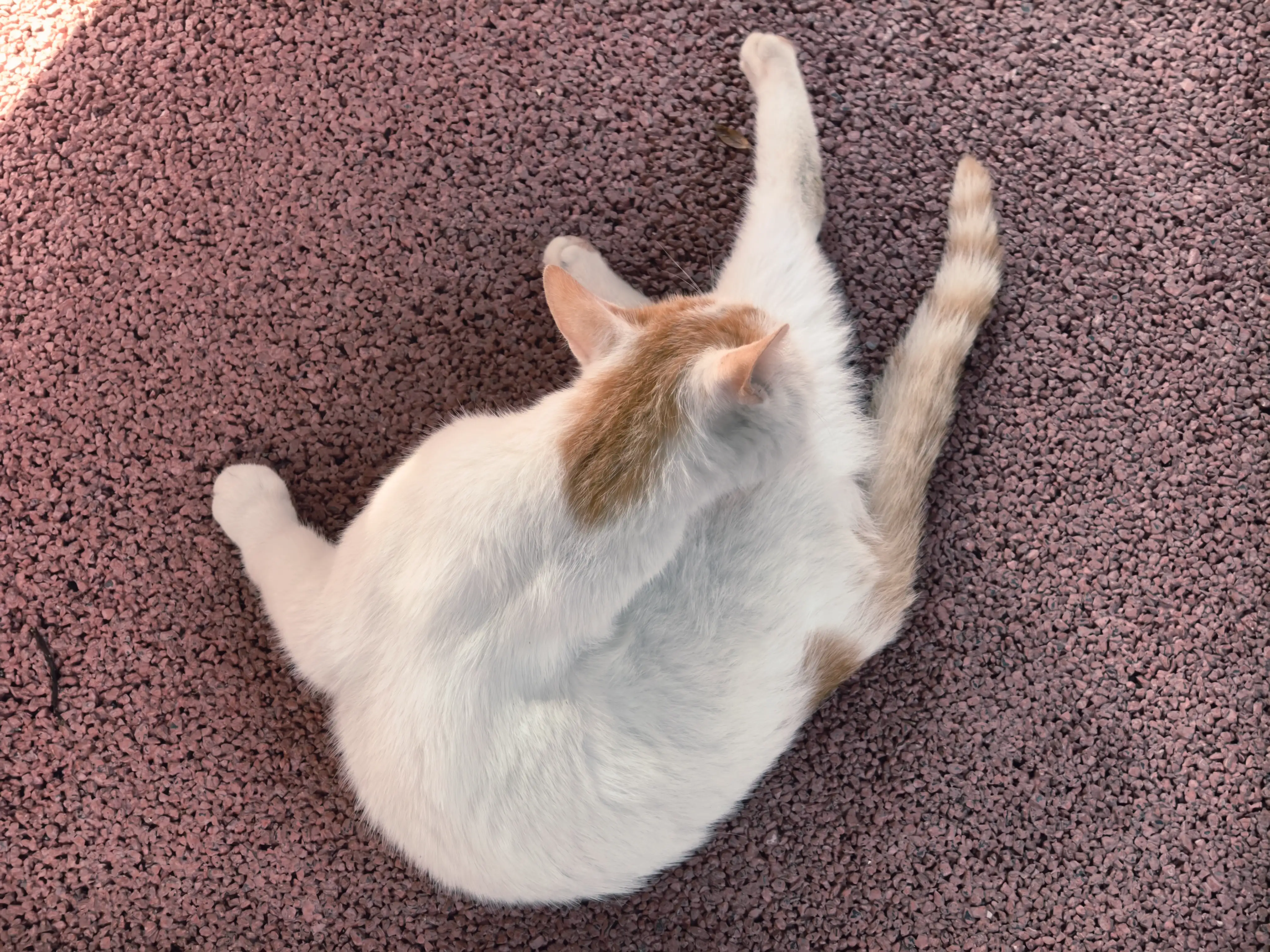 猫猫端正坐姿